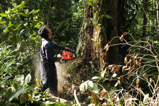 Professional Tree Care  in Bristol, VA